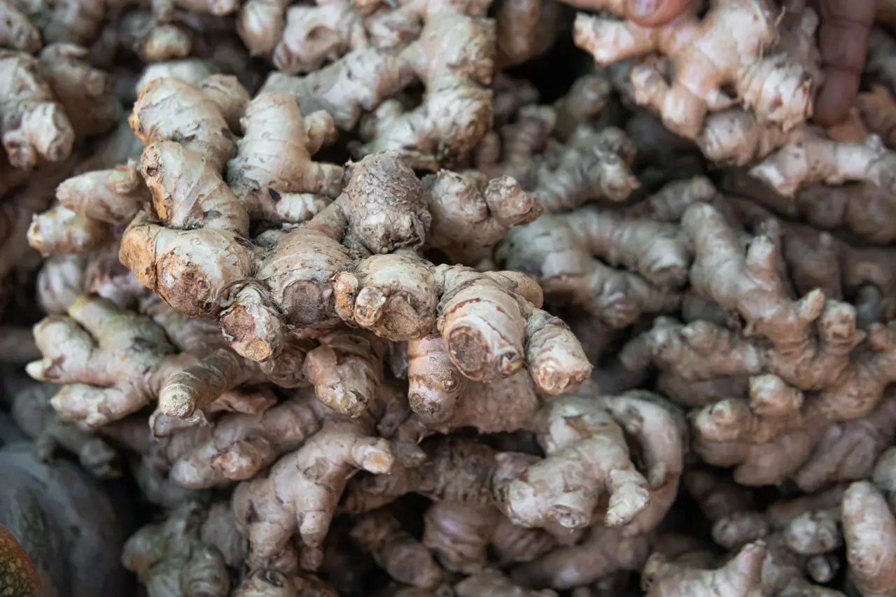 A pile of fresh ginger roots
